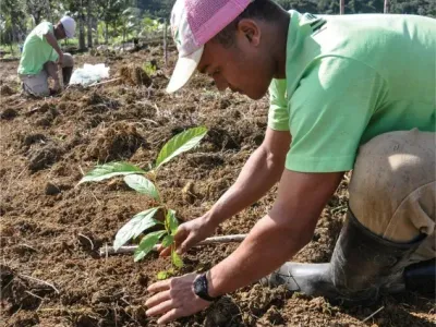 A Man Planting Trees