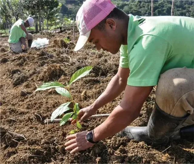 Monastery community planting cedar and pine saplings in the local forest